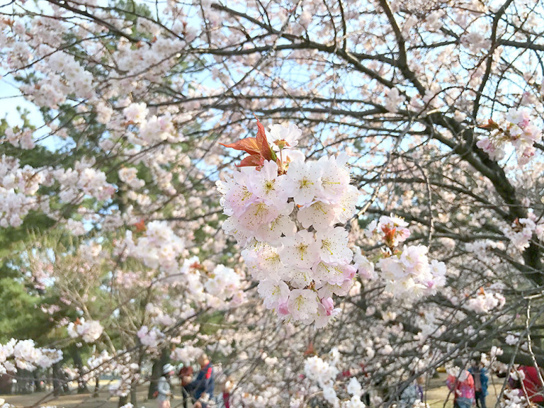 浜寺公園　桜