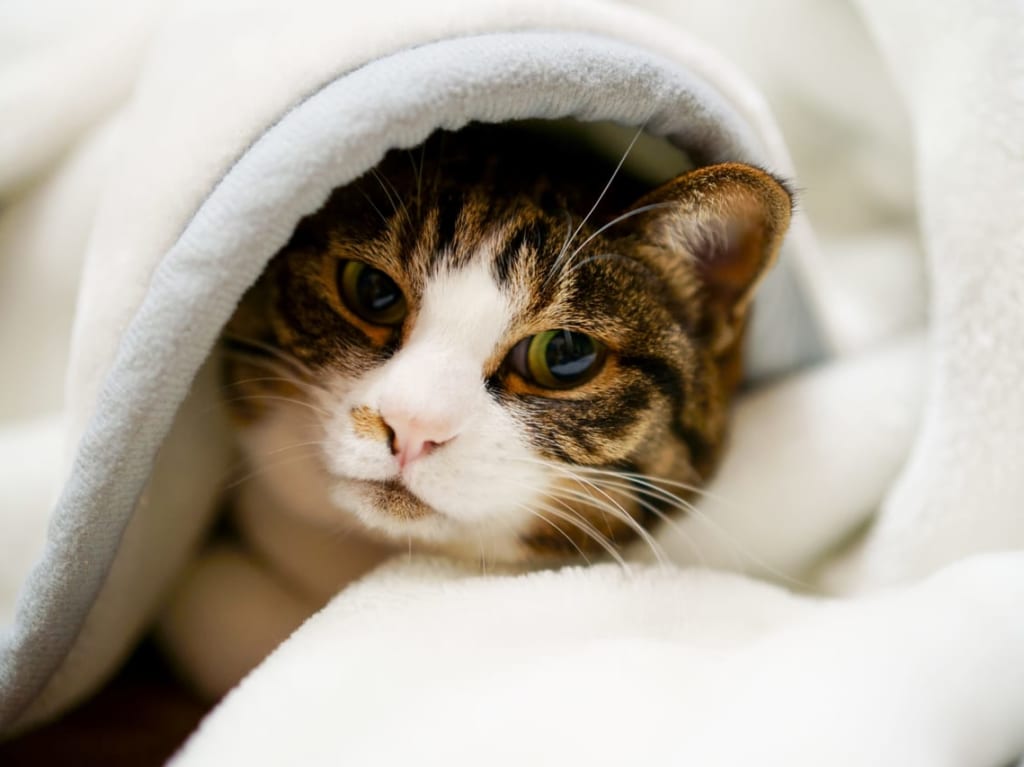 毛布の日PR フォロー&リツイートキャンペーン