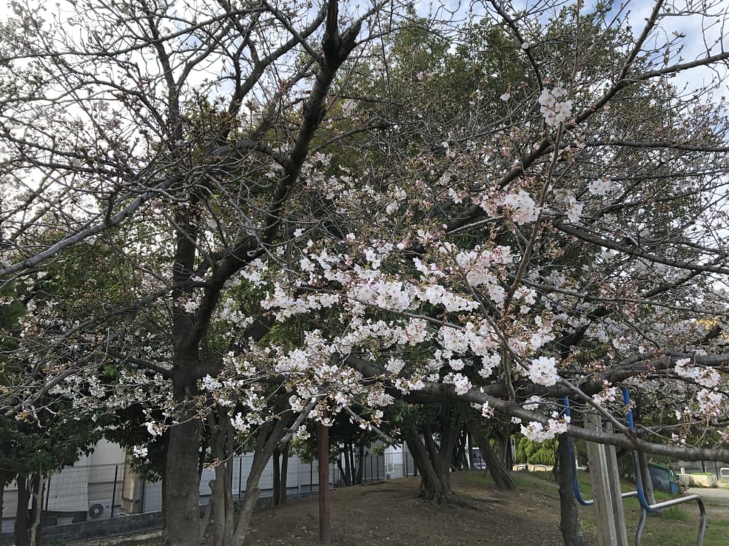 高石市鴨公園さくら開花