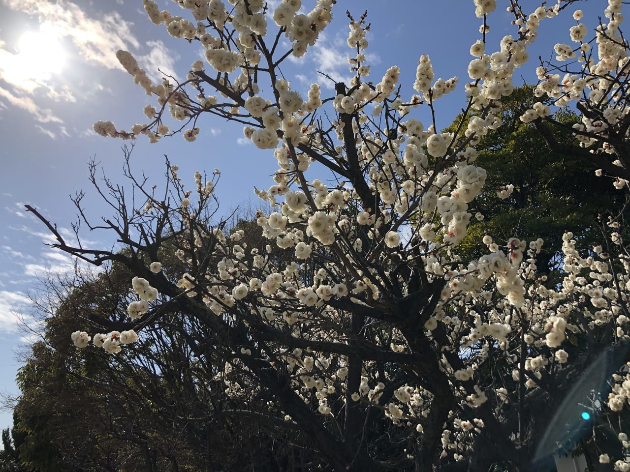 鴨公園梅の花