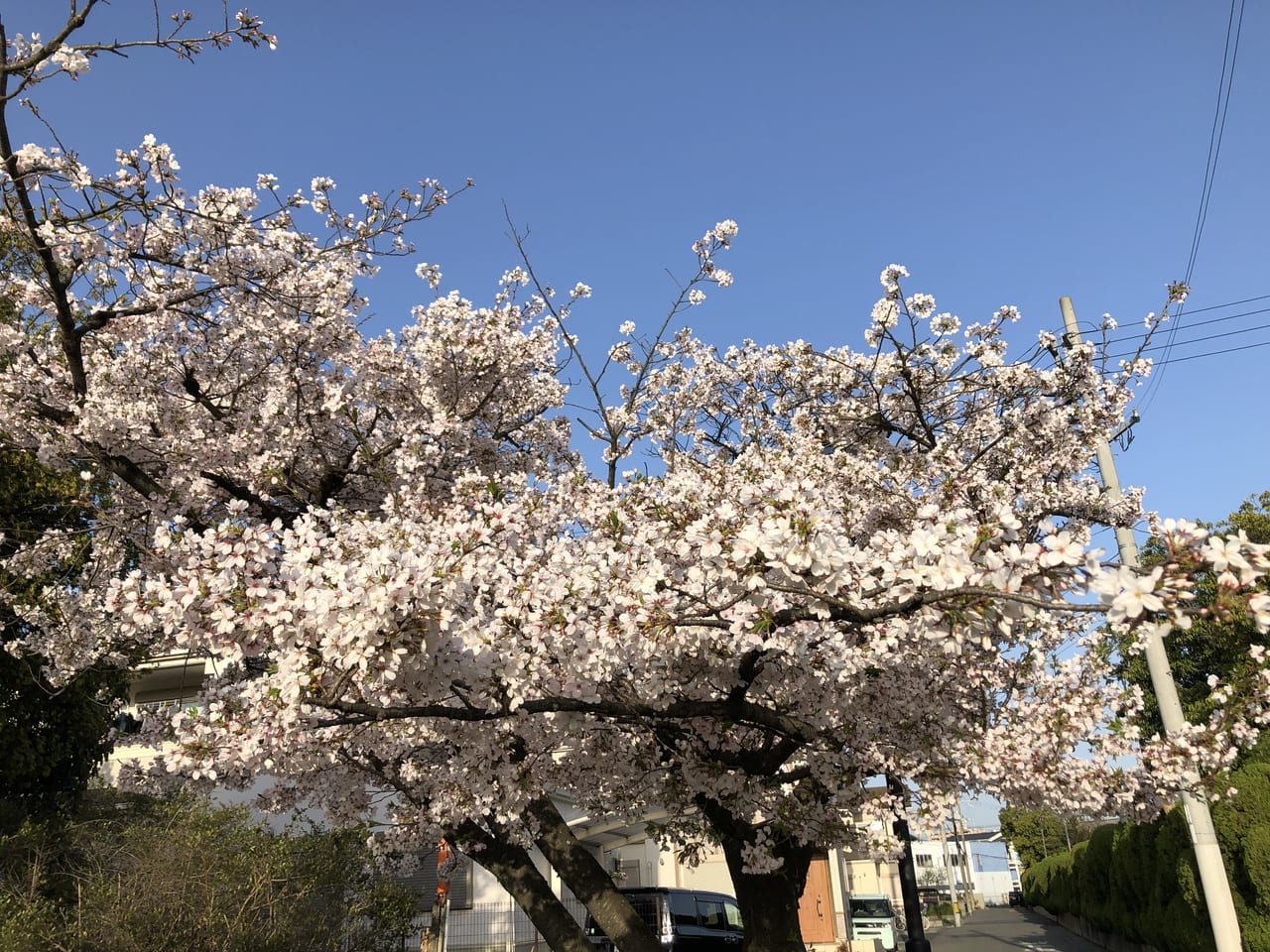 鴨公園桜満開