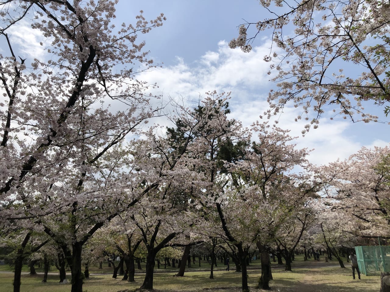 浜寺公園桜