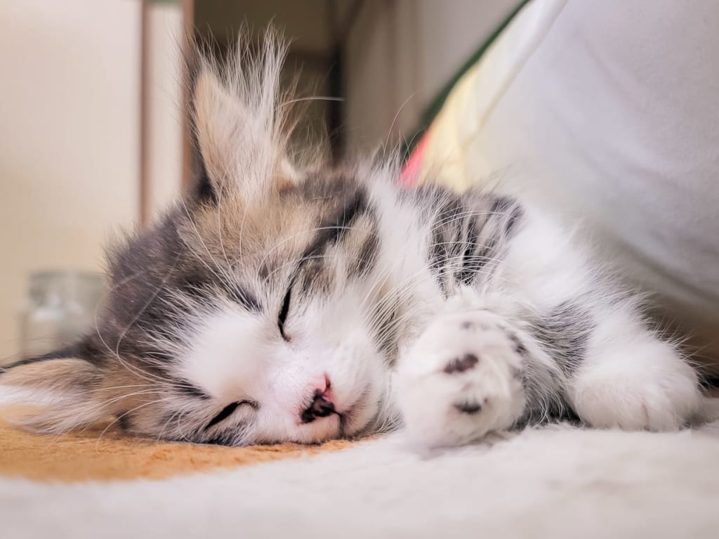 寝落ちする猫