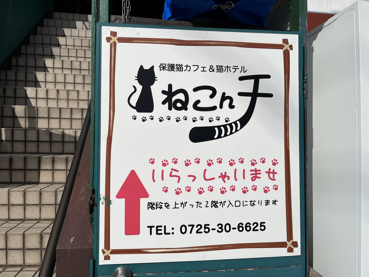 泉大津市 池浦町の 保護猫カフェ 猫ホテル ねこんチ で猫タロット占いが行われます 22年8月5日開催 号外net 泉大津 高石 忠岡