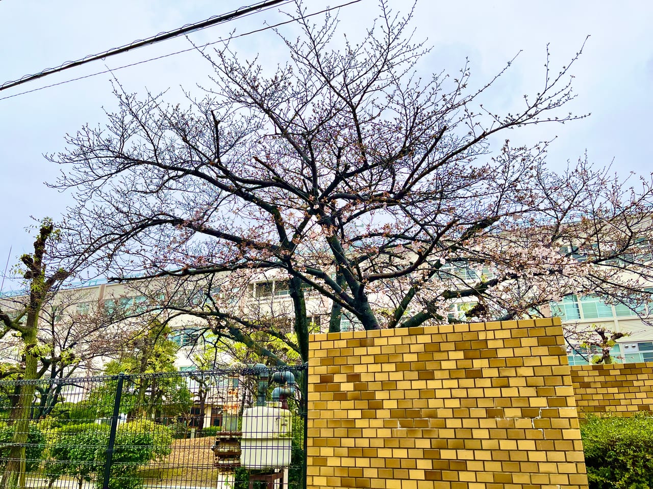 高石高校 桜