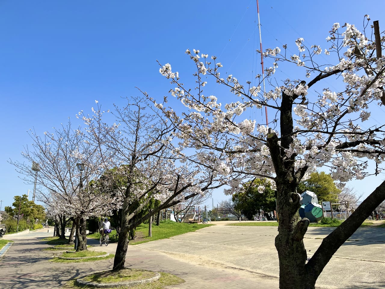 鴨公園 桜