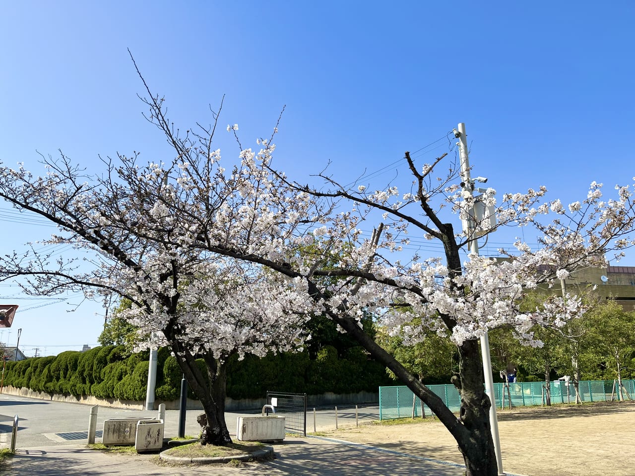 鴨公園 桜