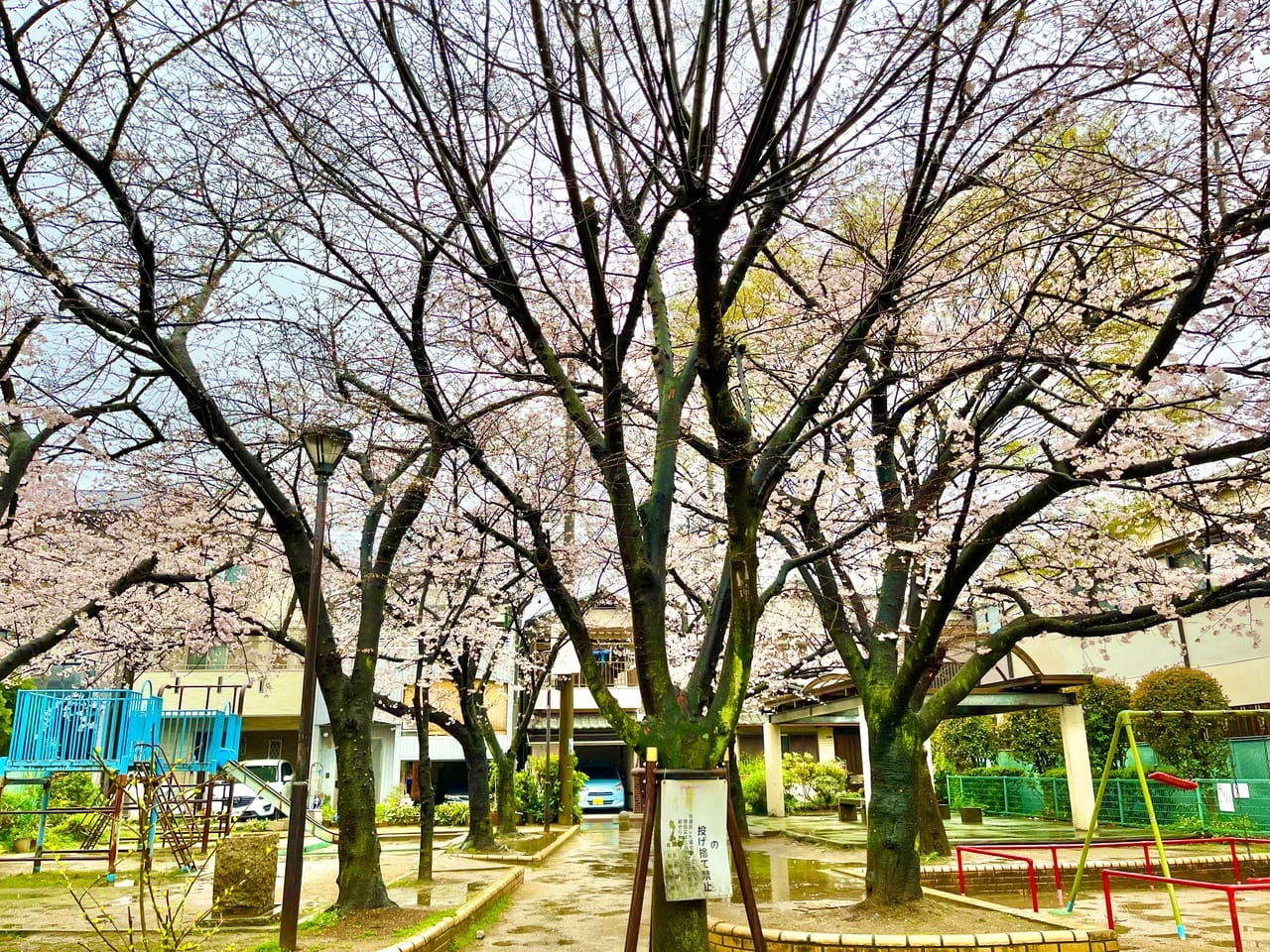 千代田こじか公園 桜